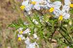 Sticky nightshade